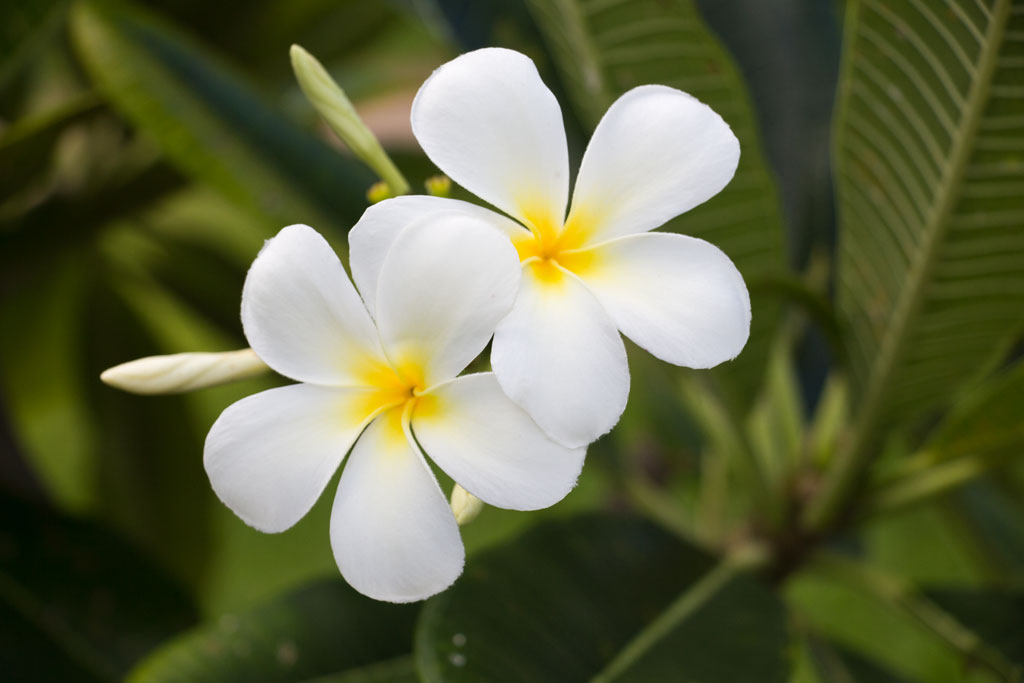 Cook Inseln Aitutaki – Blüten | SOMEWHERE ELSE