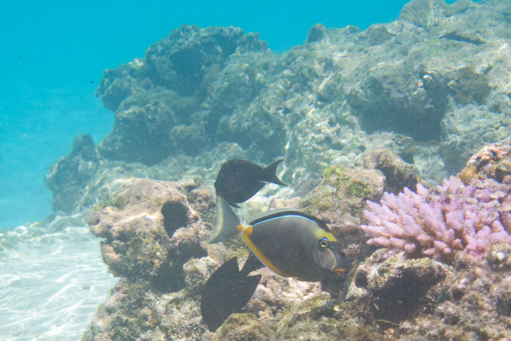 Cook Inseln Aitutaki – Schnorcheln mit Fischen in der Lagune | SOMEWHERE ELSE