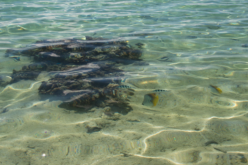 Cook Inseln Aitutaki – Fische an Strandnähe | SOMEWHERE ELSE