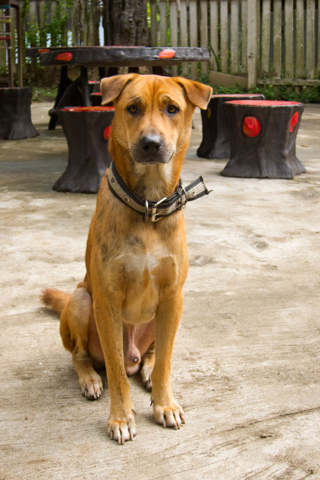 Luang Prabang – Hund von den Bellevue Bungalows | SOMEWHERE ELSE