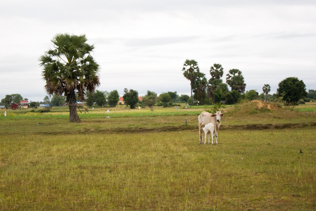 Leben in Kambodscha – Kühe| SOMEWHERE ELSE