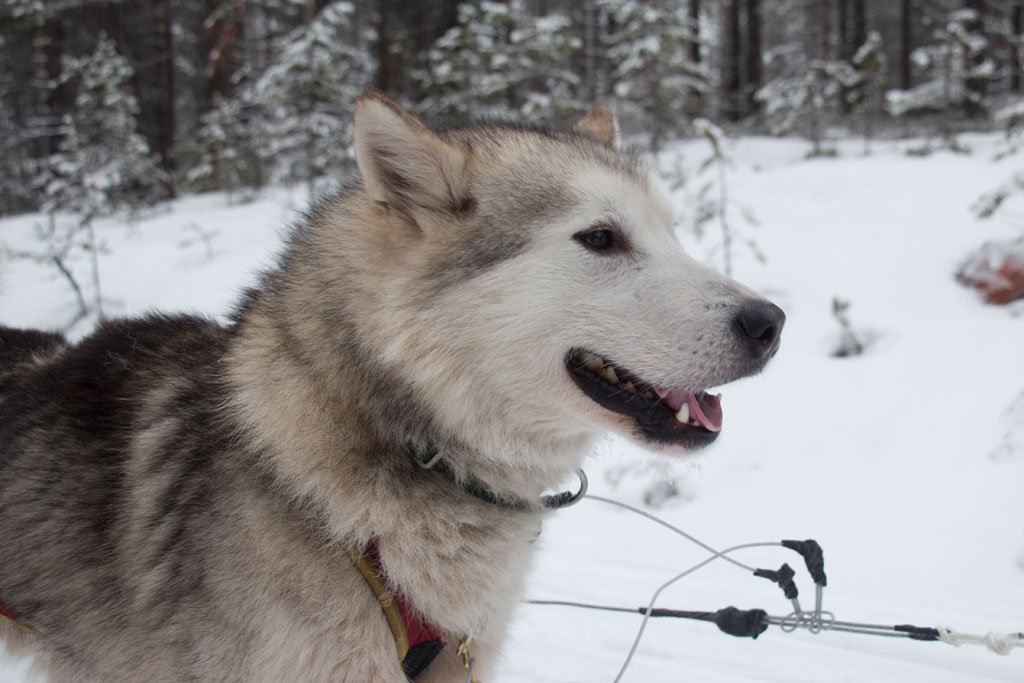 Mit Schlittenhunden durch Schwedens Winterlandschaft – Alaskan Malamute Nook | SOMEWHERE ELSE