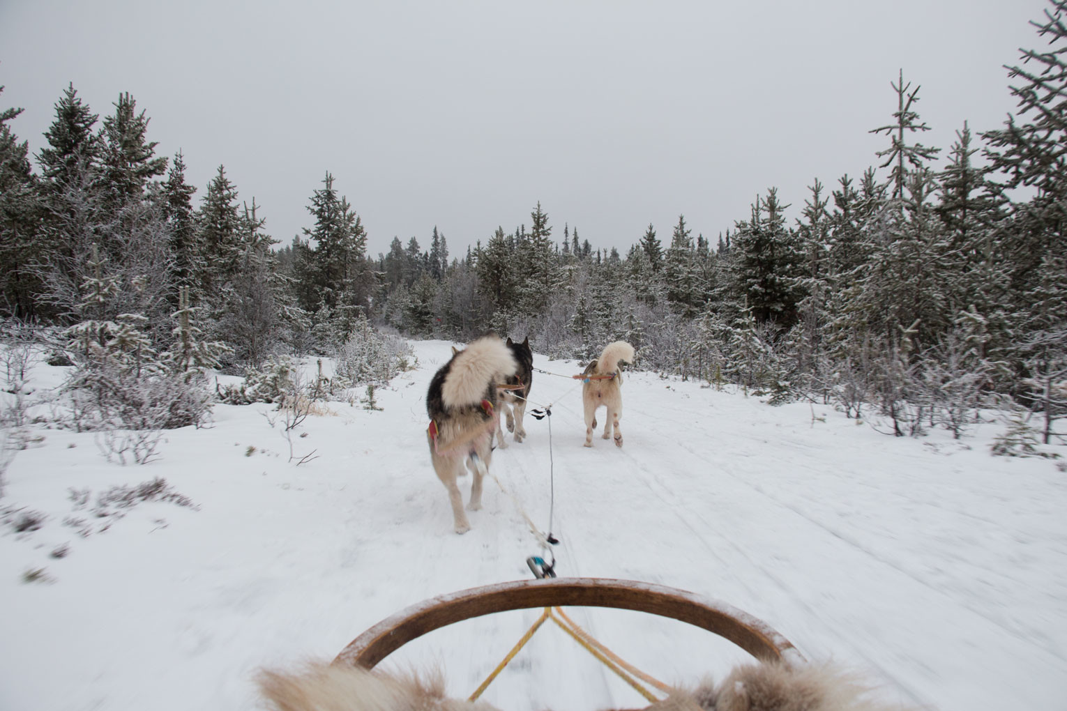 Mit Schlittenhunden durch Schwedens Winterlandschaft – Im Schlitten unterwegs | SOMEWHERE ELSE