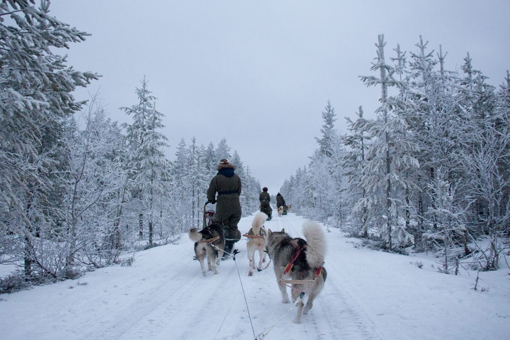 Mit Schlittenhunden durch Schwedens Winterlandschaft – Schlittenfahrt | SOMEWHERE ELSE