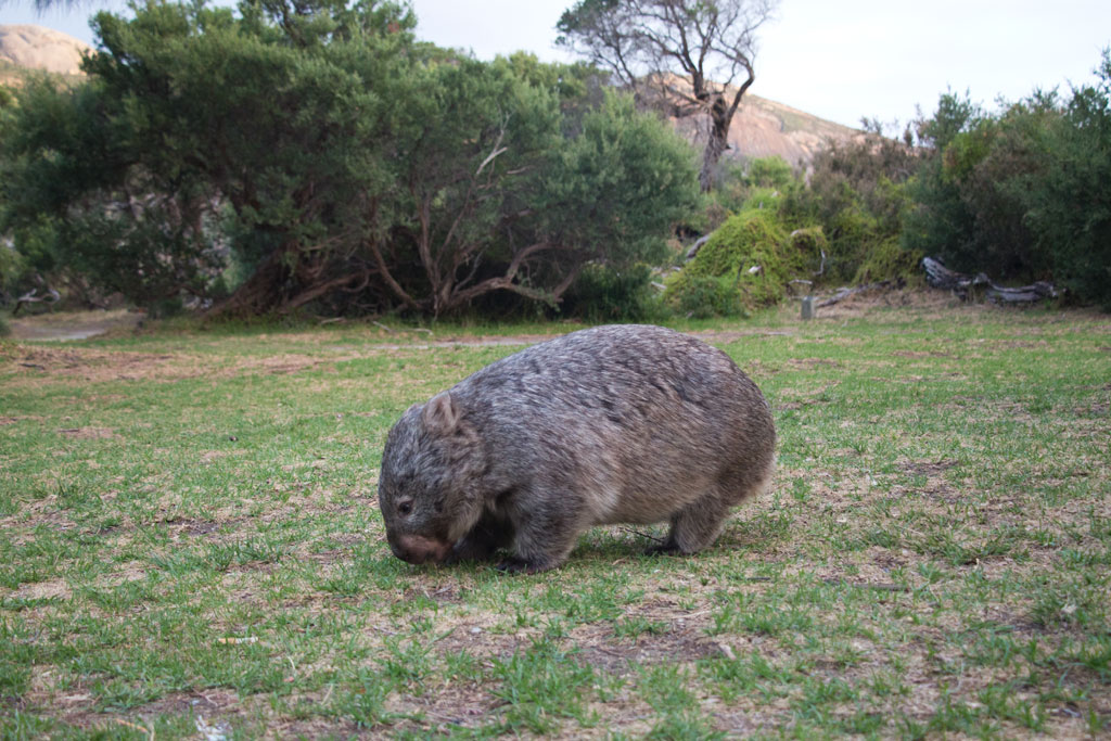 Australische Tierwelt – Wombat auf Futtersuche im Wilsons Promontory Nationalpark | SOMEWHERE ELSE