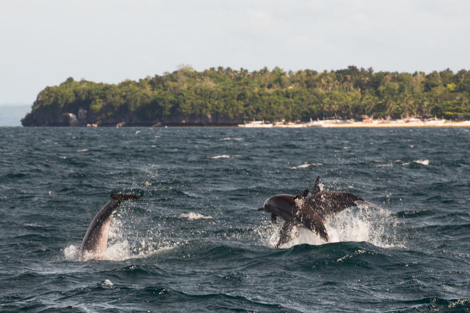 Pamilacan Island – Delfine springen und tanzen | SOMEWHERE ELSE