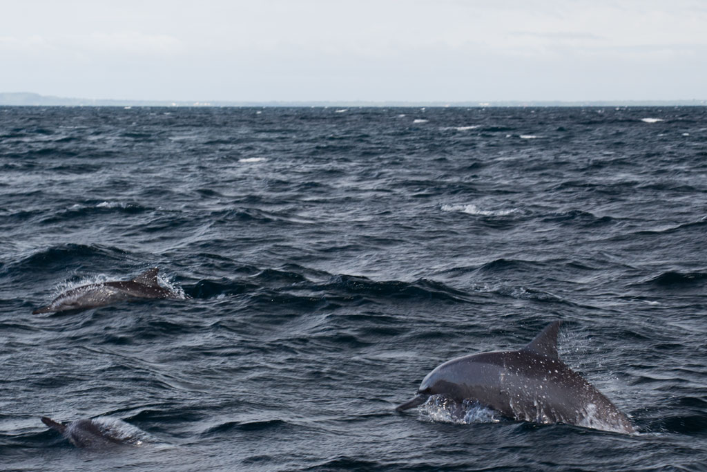 Pamilacan Island – Delfine schwimmen | SOMEWHERE ELSE
