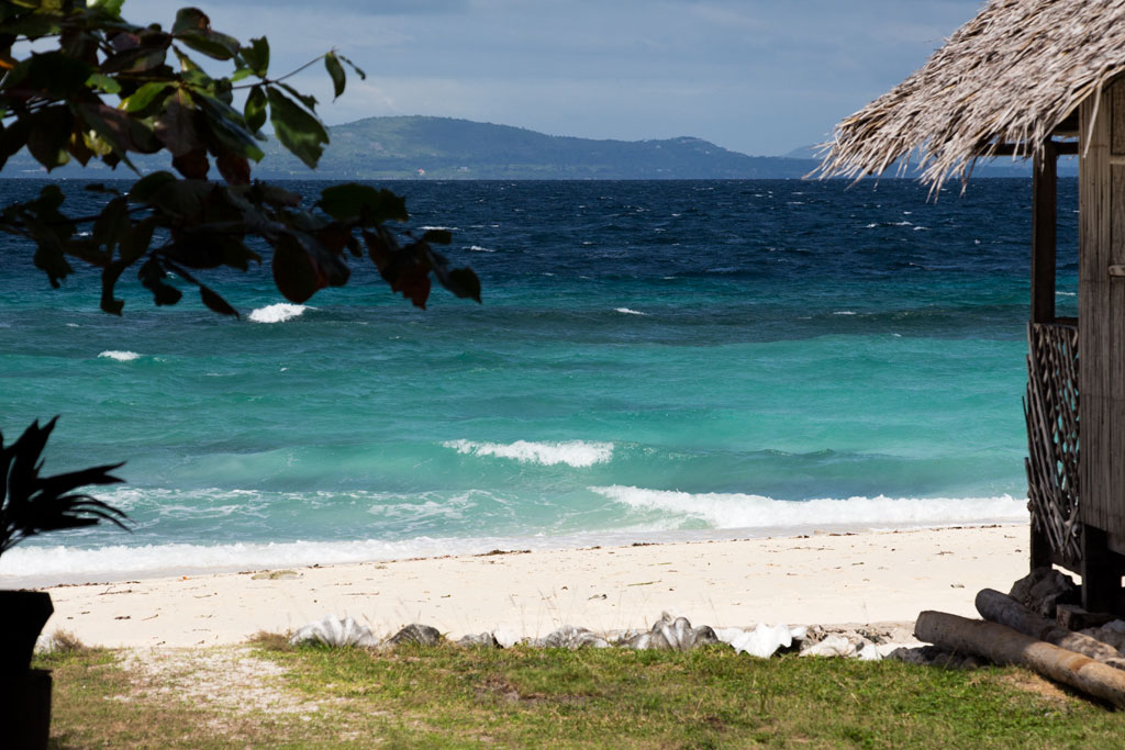 Pamilacan island – delfine, korallengarten und ein dorf voller tiere