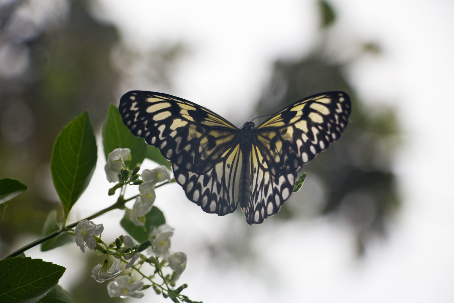 Philippinische Inseln – Schmetterling auf Bohol | SOMEWHERE ELSE