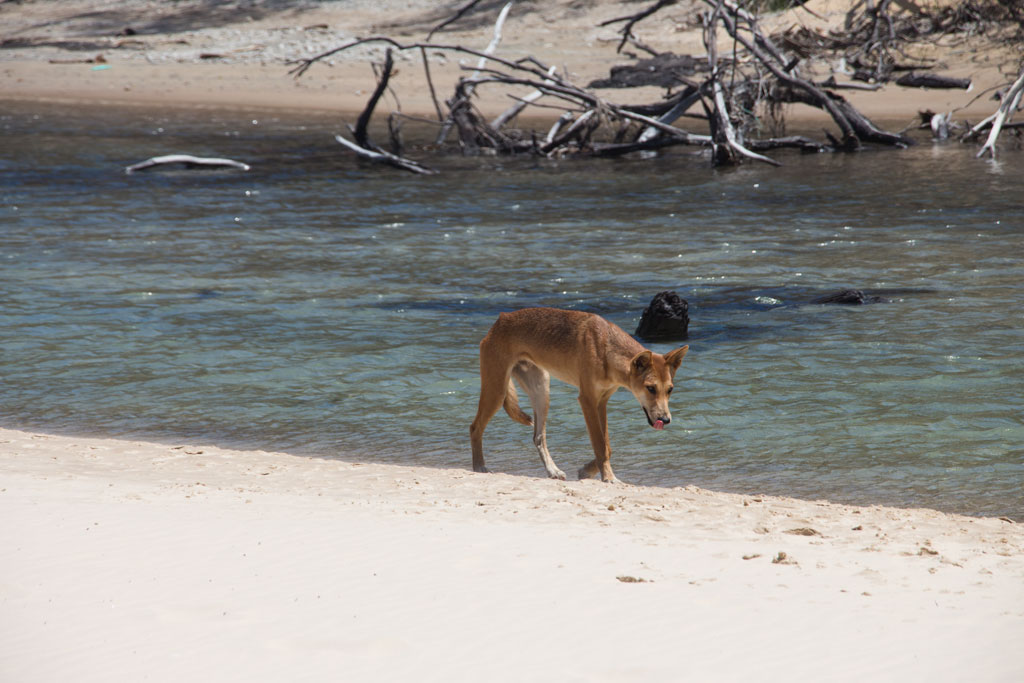 Tagesausflüge in Australien – Dingo in Eli Creek am Strand auf Fraser Island | SOMEWHERE ELSE