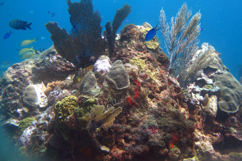 Tauchen in Mexiko – MUSA Unterwassermuseum Korallen | SOMEWHERE ELSE