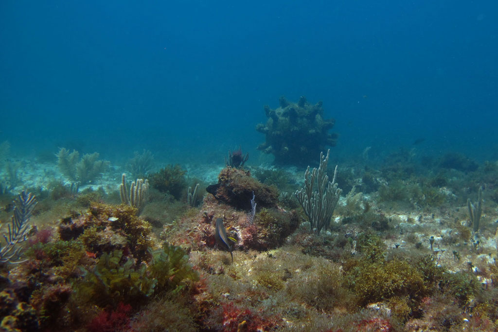Tauchen in Mexiko – MUSA Unterwassermuseum Time Bomb Mine | SOMEWHERE ELSE