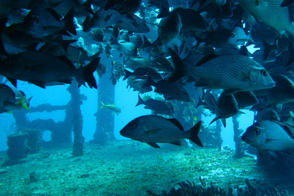 Tauchen in Mexiko – Wracktauchen Fischschwarm | SOMEWHERE ELSE
