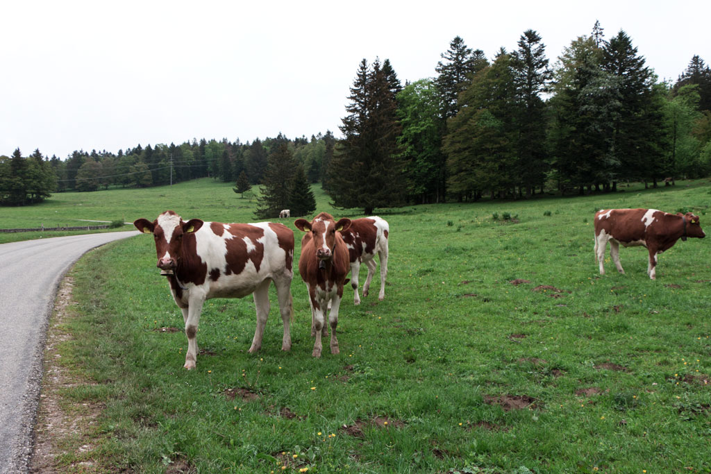 Schweiz Jura – Creux du Van – Kühe auf der Weide | SOMEWHERE ELSE