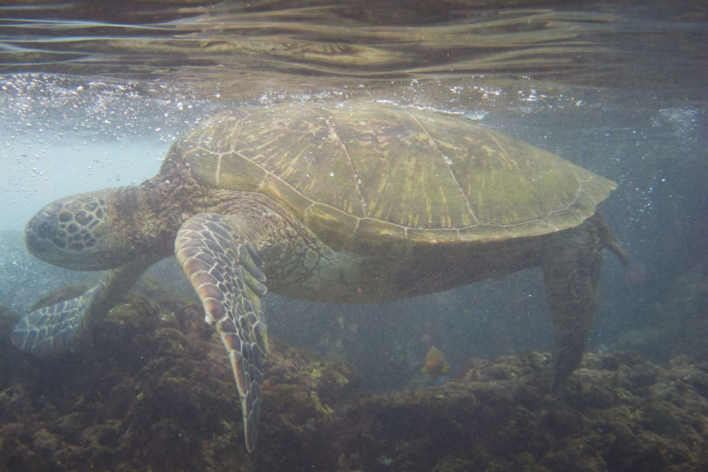 Maui Hawaii – Kaanapali Black Rock Schnorcheln mit Schildkröte | SOMEWHERE ELSE
