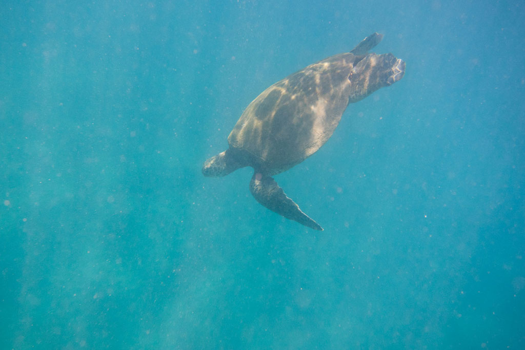 Maui Hawaii – Makena Landing Schnorcheln mit Schildkröte | SOMEWHERE ELSE