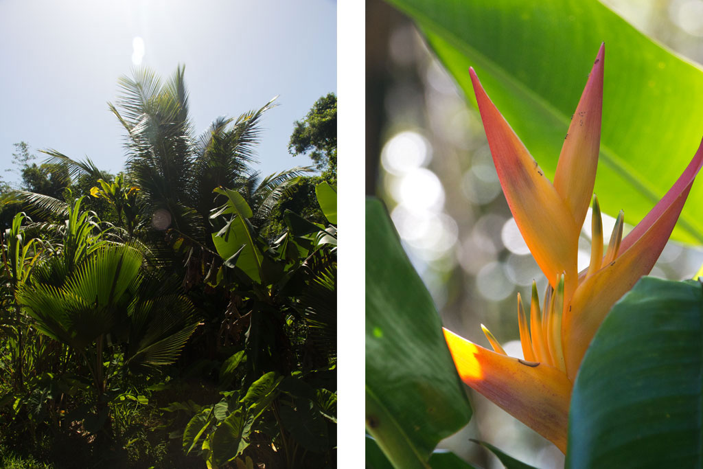Maui Hawaii – Twin Falls Dschungel und Blüte | SOMEWHERE ELSE