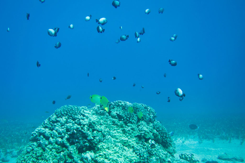 Maui Hawaii – Wailea Point Korallen und Fischen beim Tauchen | SOMEWHERE ELSE